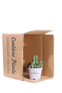 Euphorbia Anoplia v10 egarden.store online