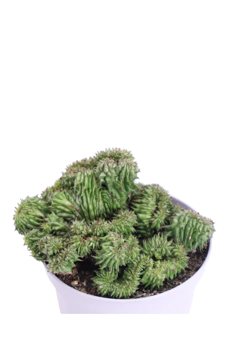 Euphorbia Horrida Crestata v10 egarden.store online