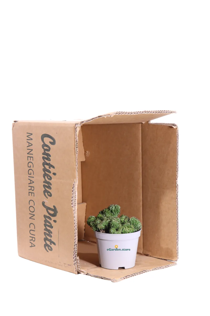 Euphorbia Horrida Crestata v10 egarden.store online