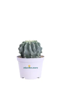 Ferocactus Glaucescens Inermis v10 egarden.store online