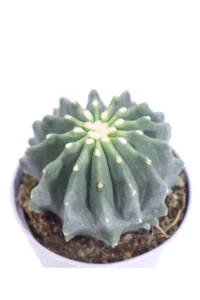 Ferocactus Glaucescens Inermis v10 egarden.store online