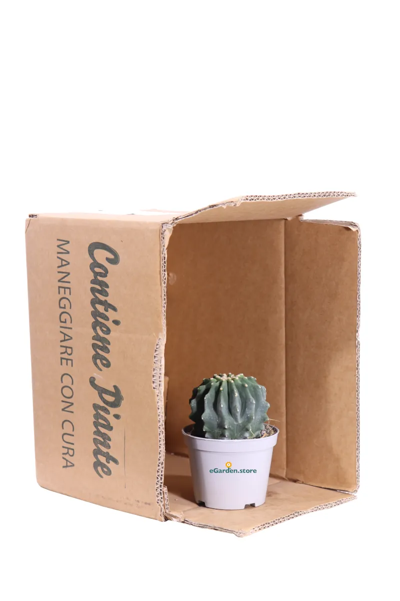 Ferocactus Glaucescens Inermis v10 egarden.store online