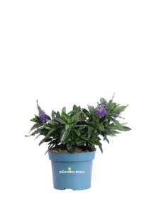 Hebe Hebedonna Alexa v12 egarden.store online