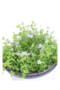 Isotoma Fluviatilis v14 egarden.store online