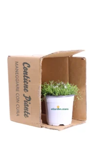 Isotoma Fluviatilis v14 egarden.store online