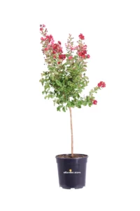 Lagerstroemia Indica Dynamite Alberello v30 egarden.store online