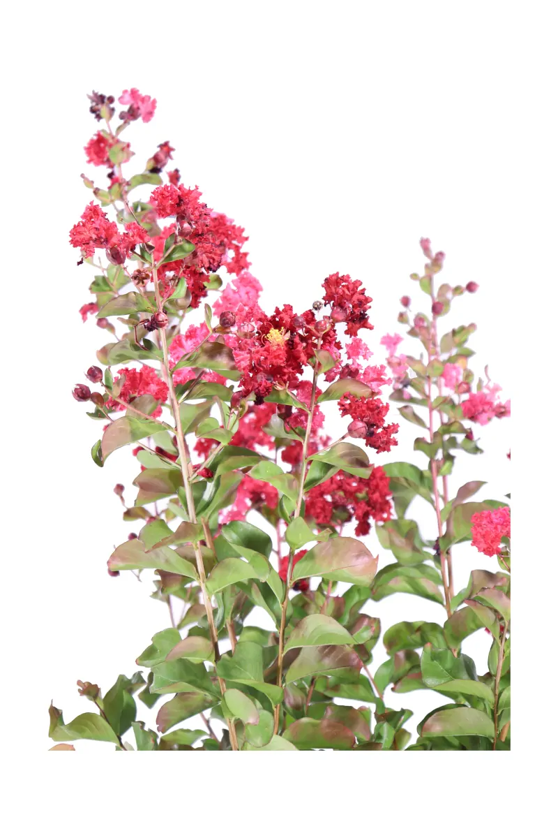Lagerstroemia Indica Dynamite Alberello v30 egarden.store online