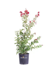 Lagerstroemia Indica Dynamite v24 egarden.store 1 Lagerstroemia Indica Dynamite v24 egarden.store online