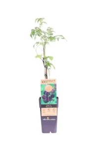 Lampone Nero - Rubus Occidentalis Black Jewel v15 egarden.store 1 Lampone Nero - Rubus Occidentalis Black Jewel v15 egarden.store online