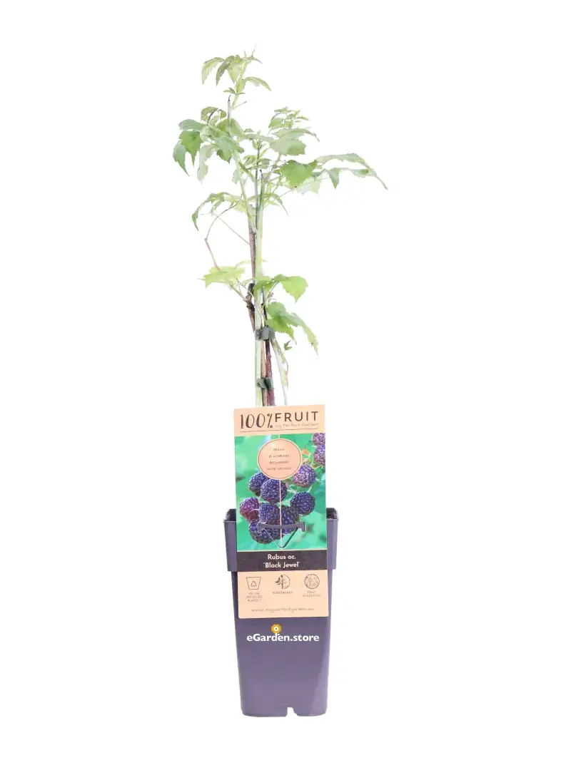 Lampone Nero - Rubus Occidentalis Black Jewel v15 egarden.store online