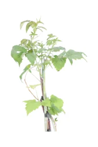 Lampone Nero - Rubus Occidentalis Black Jewel v15 egarden.store 2 Lampone Nero - Rubus Occidentalis Black Jewel