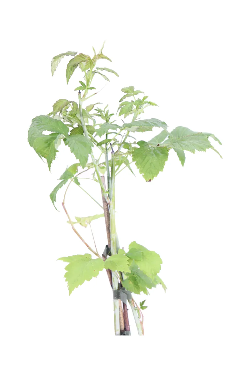 Lampone Nero - Rubus Occidentalis Black Jewel v15 egarden.store 2 Lampone Nero - Rubus Occidentalis Black Jewel