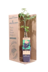 Lampone Nero - Rubus Occidentalis Black Jewel v15 egarden.store 3 Lampone Nero - Rubus Occidentalis Black Jewel v15 egarden.store online