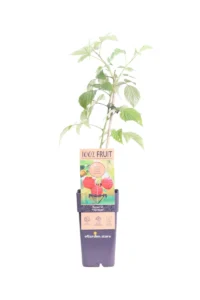 Lampone Rosso - Rubus Idaeus Heritage v15 egarden.store online