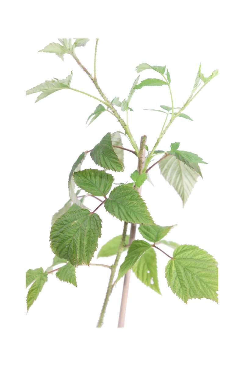 Lampone Rosso - Rubus Idaeus Heritage v15 egarden.store online