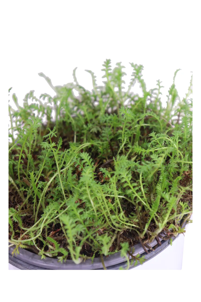 Leptinella Squalida v14 egarden.store online