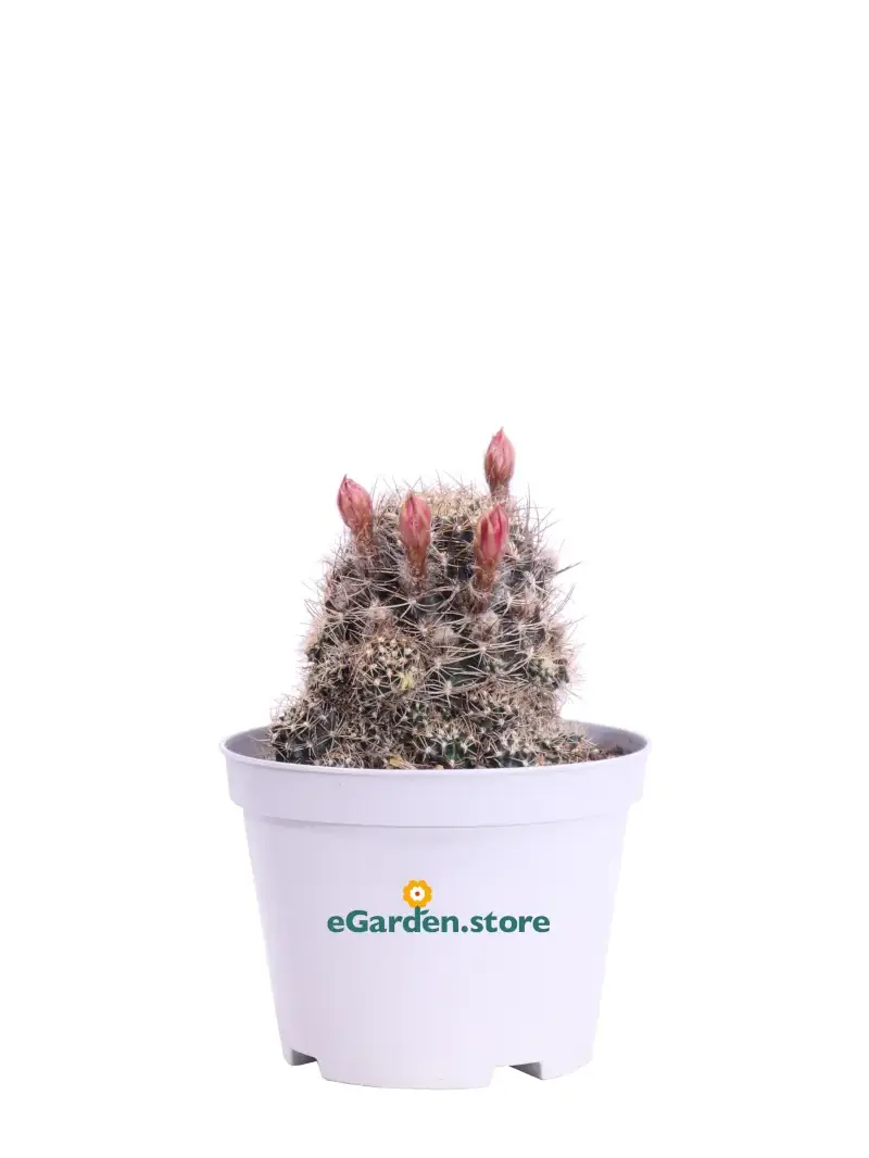 Lampranthus Spectabilis: Pianta Succulenta Ideale Per Colorare Giardini