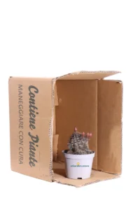 Lobivia Arachnacantha v10 egarden.store online