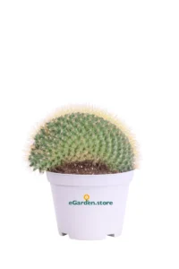 Mammillaria Pringlei Crestata v10 egarden.store online