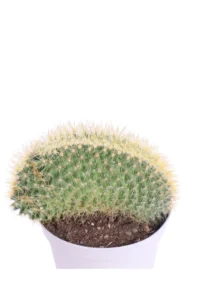 Mammillaria Pringlei Crestata v10 egarden.store online