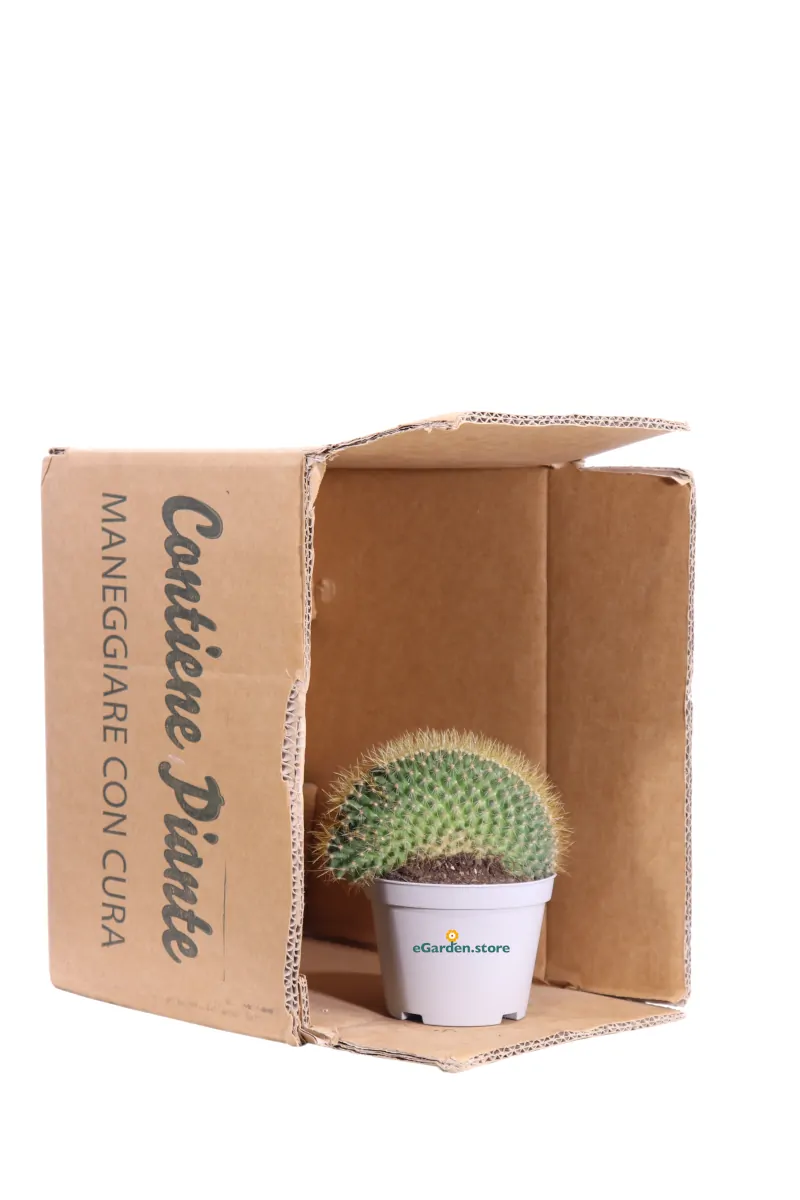 Mammillaria Pringlei Crestata v10 egarden.store online