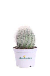 Neoporteria Nidus Senilis v10 egarden.store online