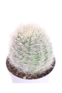 Neoporteria Nidus Senilis v10 egarden.store online