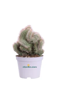 Nyctocereus Serpentinus Crestata v10 egarden.store 1 Nyctocereus Serpentinus Crestata v10 egarden.store online