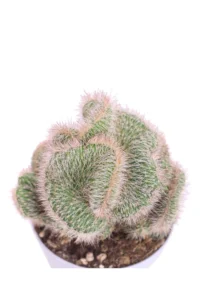 Nyctocereus Serpentinus Crestata v10 egarden.store 2 Nyctocereus Serpentinus Crestata