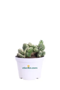 Opuntia Subulata Crestata v10 egarden.store online