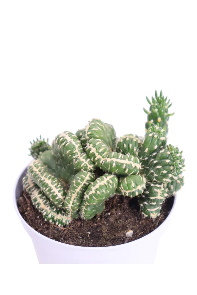 Opuntia Subulata Crestata v10 egarden.store online