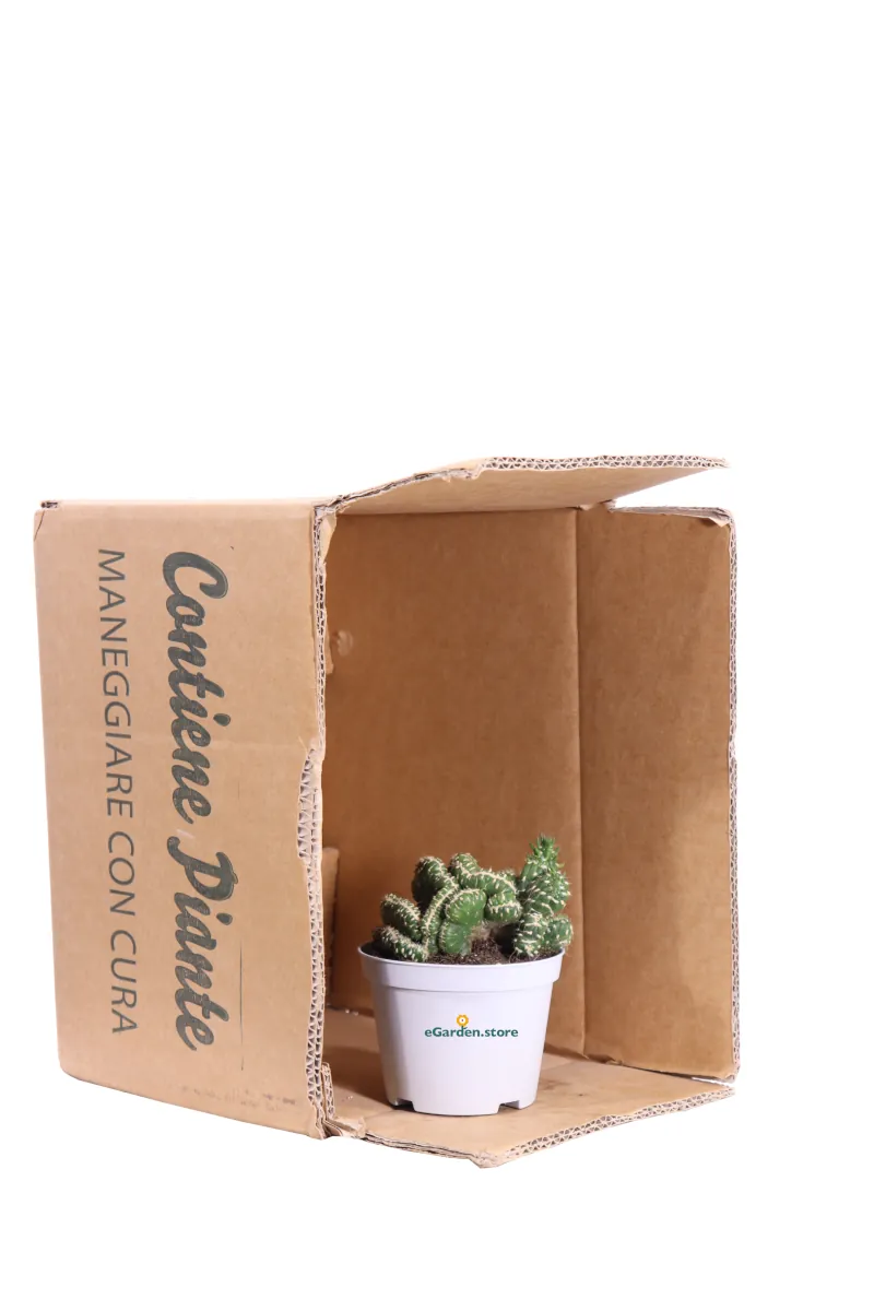 Opuntia Subulata Crestata v10 egarden.store online