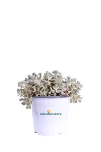 Orostachys Iwarenge v14 egarden.store online