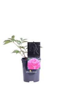 Peonia Erbacea Fucsia v11 egarden.store online