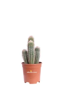 Pilosocereus Gounellei v17 egarden.store online