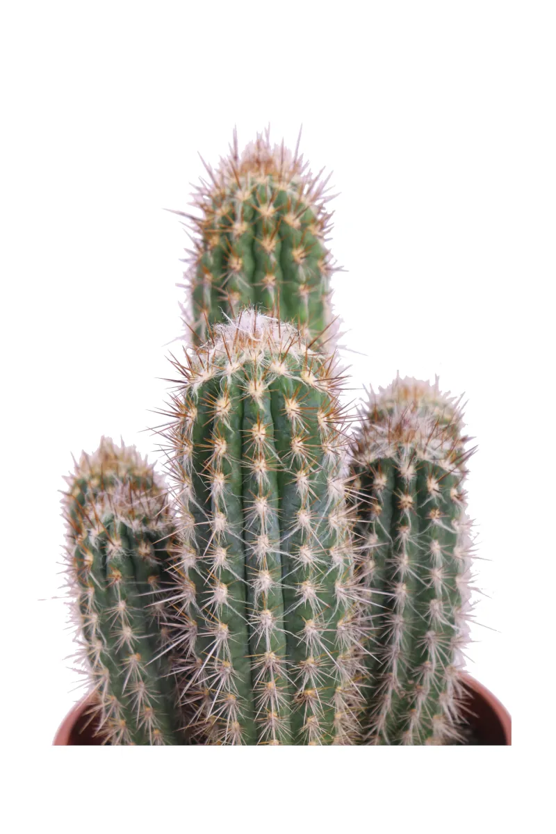 Pilosocereus Gounellei v17 egarden.store online