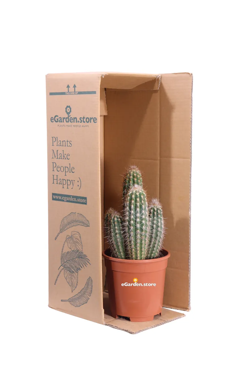 Pilosocereus Gounellei v17 egarden.store online