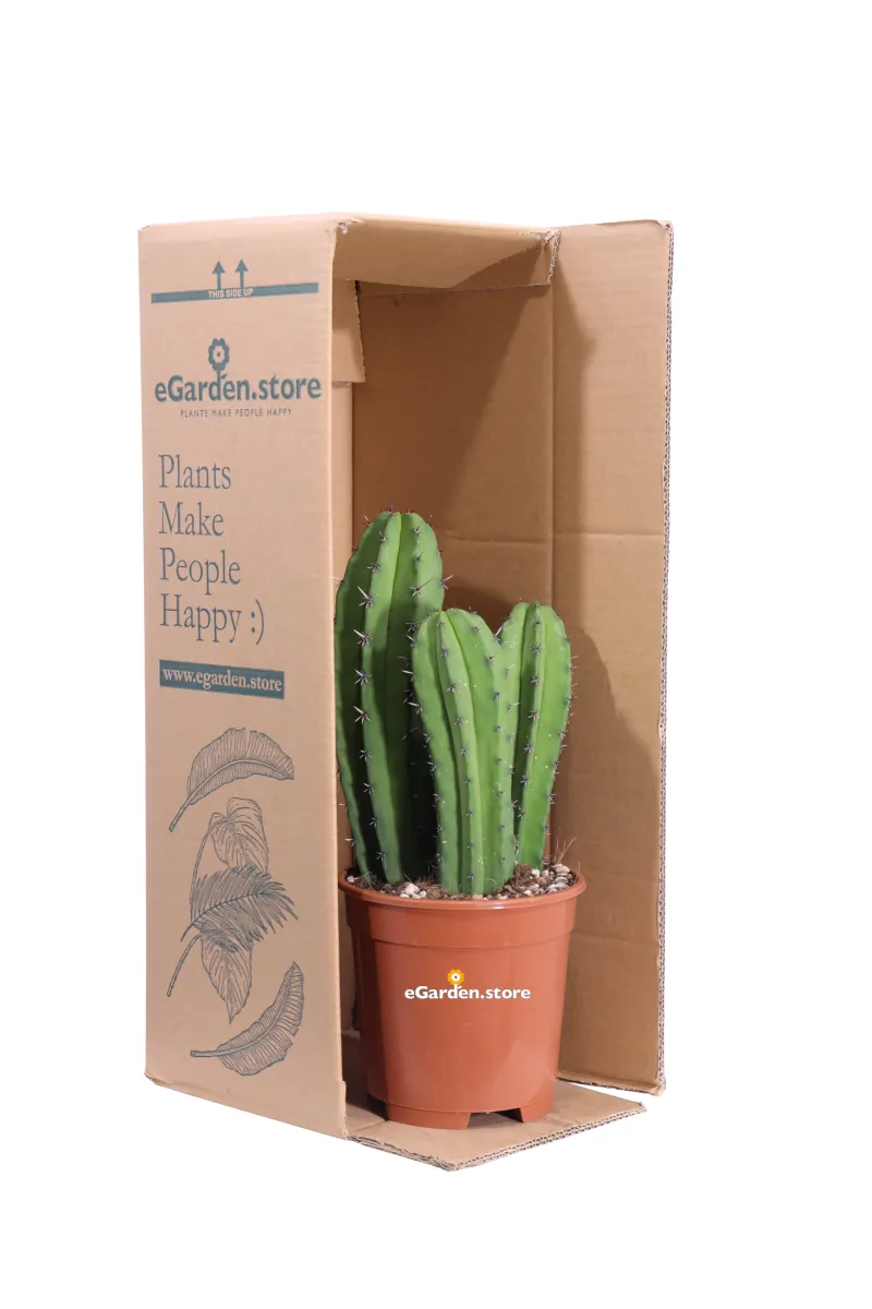 Polaskia Chichipe v17 egarden.store online