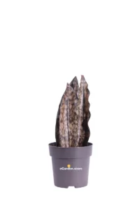 Sansevieria Big Leaves Brown v12 egarden.store online