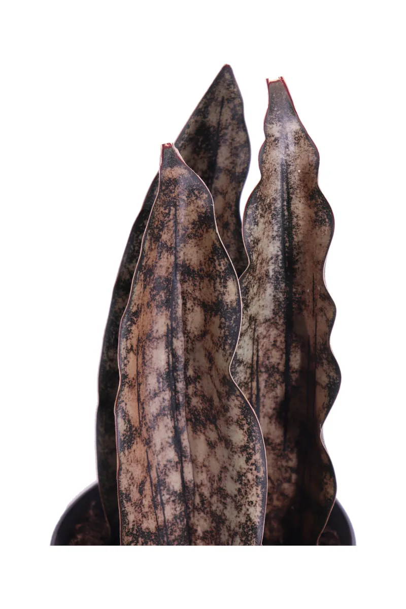 Sansevieria Big Leaves Brown