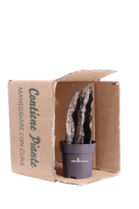 Sansevieria Big Leaves Brown v12 egarden.store online