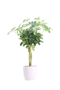 Schefflera Arboricola Variegata Intrecciata Brussels White v25 egarden.store online