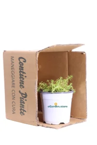 Sedum Reflexum v14 egarden.store online