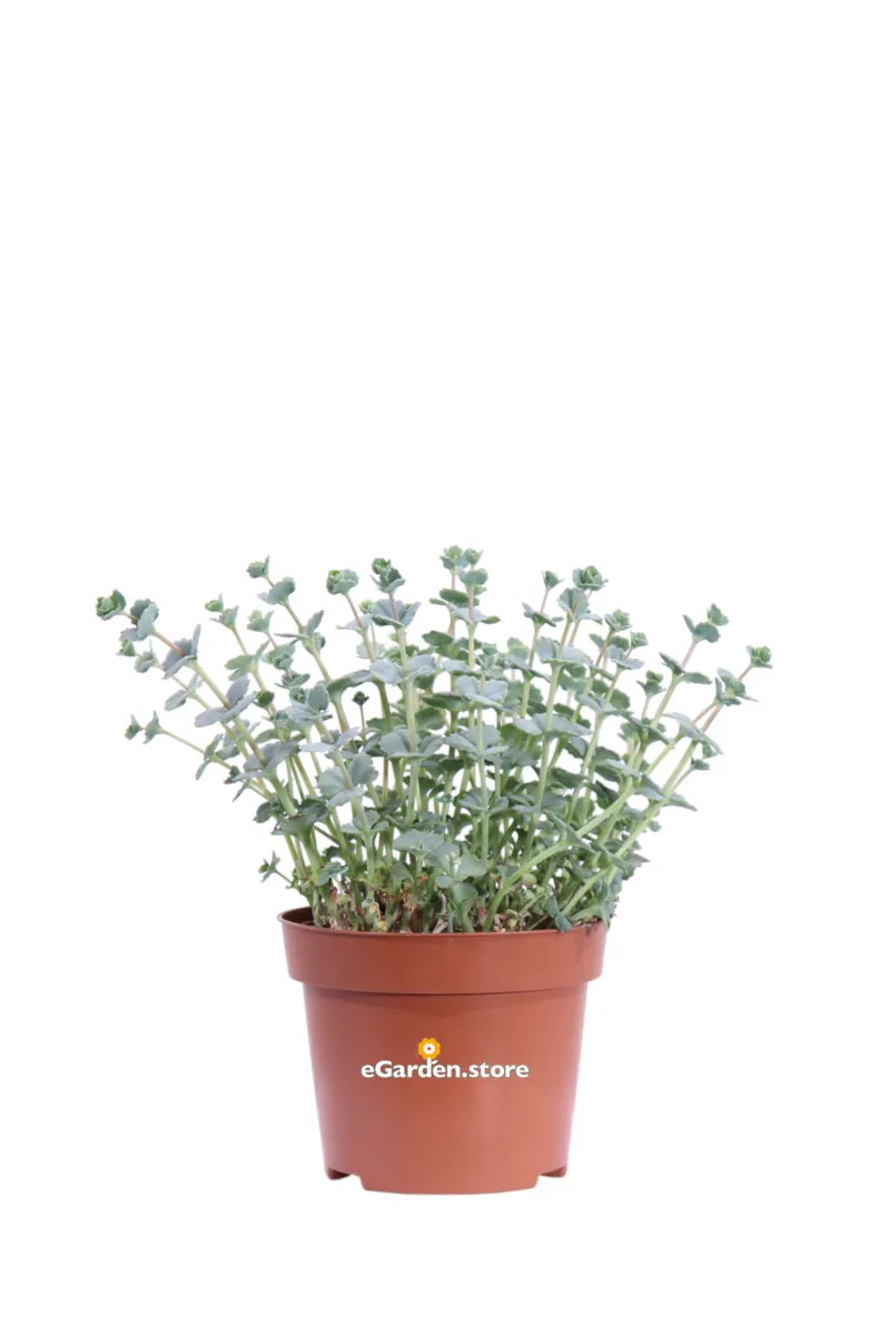 Sedum Sieboldii
