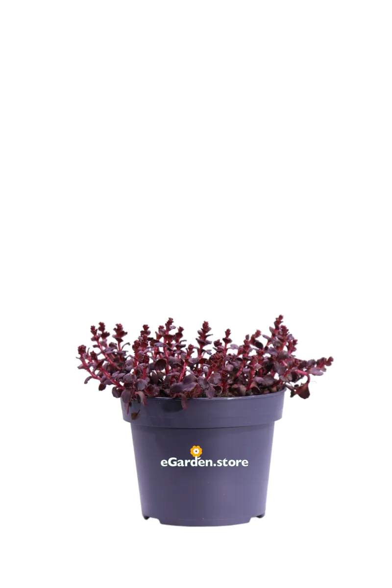 Sedum Spurium Purple Winter v12 egarden.store online