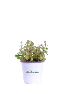 Sedum Spurium Purple Winter v14 egarden.store online