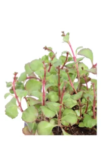 Sedum Spurium Purple Winter v14 egarden.store online