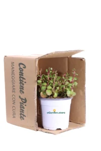 Sedum Spurium Purple Winter v14 egarden.store online