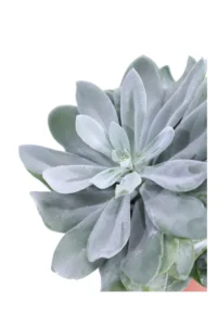 Senecio Cephalophorus Mountain Fire v12 egarden.store online