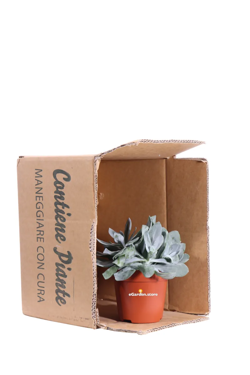 Senecio Cephalophorus Mountain Fire v12 egarden.store online